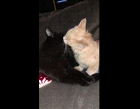 Two pet cat licks and cleans the face of each other