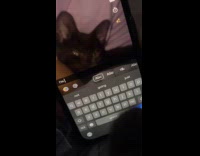 Kitten putting caption on snapchat video
