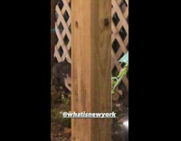 Possum crawling inside white restaurant gate