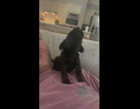Small puppy sitting on guy howls with him 