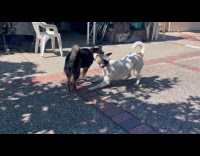 Shiba annoyed with terrier mix play bite