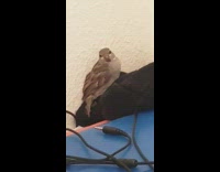 Brown bird sits and stares inside laptop 