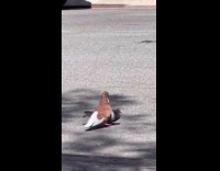 Pigeons pecking each other on street