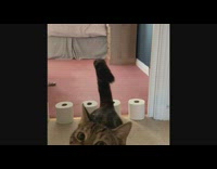 Grey cat jumps over toilet paper rolls