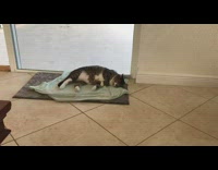 Collab DailyDoseOfInternet - Cat sleeps on blue blanket on mat