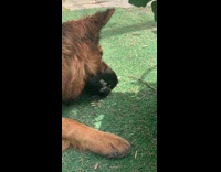 Collab Pets For All - German shepherd dog plays with grasshopper bug 