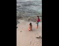 Collab IITW - girls attempt selfie with seagull