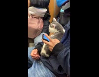 Cat rides subway sits on man lap