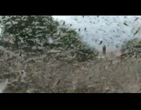 Swarm of locusts white truck drives by 