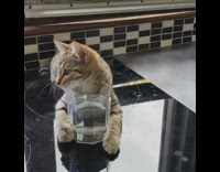 Cat lays holds glass cup with paws