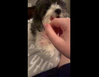 Vent cover stuck on pet dog collar