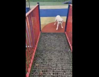 Dog hesitates to cross bridge jumps over