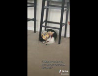 Collab BitchIG2 - Dog with yellow bandana tied over head 