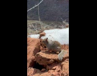 Collab PubityPets - Man takes picture of a squirrel at the Zion Canyon