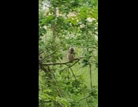 Owl in forest dance head bounce funny