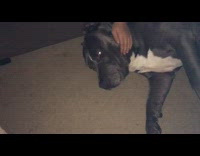 Guy barks and wakes sleeping dog 