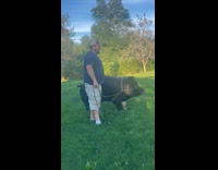 Collab BitchMP - Guy walking huge black pig