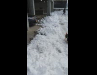 Brown dog wearing jacket runs in snow