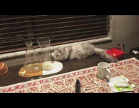Asleep Cat Falls Off Ledge then Slides Down