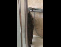 Brown cat stands hind legs shower head 