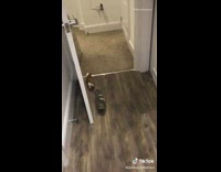 Two guinea pigs know where cage is 