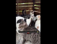 Submitter film cats ask for food donation