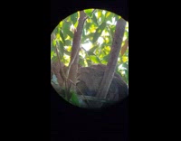 Sloth look at camera for few seconds