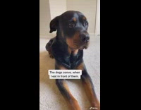 Two dogs watch grey sweater girl eat 