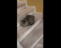 Cat on stairs meows and spazzes