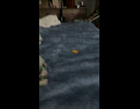 Dog having beef with cheez it chip