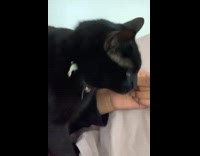 Black cat tries to eat bread