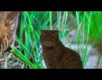 Grey cat sit lion video play on background