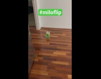 Guy make milo can stand with his feet