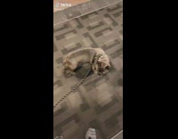 Collab BitchMP - Dog leash apartment run