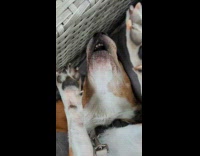 Amused Dog Barks and Howl on Chair