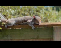 Wild squirrel on wooden fence sunbathing backyard