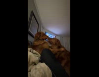 Dog gets toy on other dog mouth