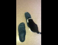 Pet kitten play and tries to fit inside the slippers
