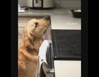 Golden retriever dog sniffs food in kitchen 
