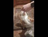 Cat Stands and Reaches Food from Hand