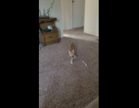 Orange cat fetch toy across room sofa