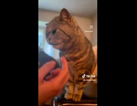 Collab PLC - Girl give treats from packet to cat