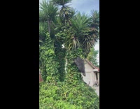 Tree formation looks like a big nose