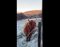 Woman amused to see highland cow 