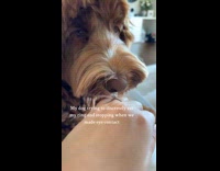 Dog trying to eat ring