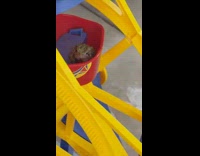 Kid puts frog on toy ferris wheel 