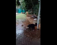 Dog loves playing on water puddle while raining
