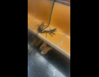 Shoes and black leash in train 