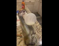 Collab BitchMP - Baby monkey drinks bottle Angry