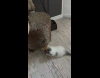 White and gray cat run around house